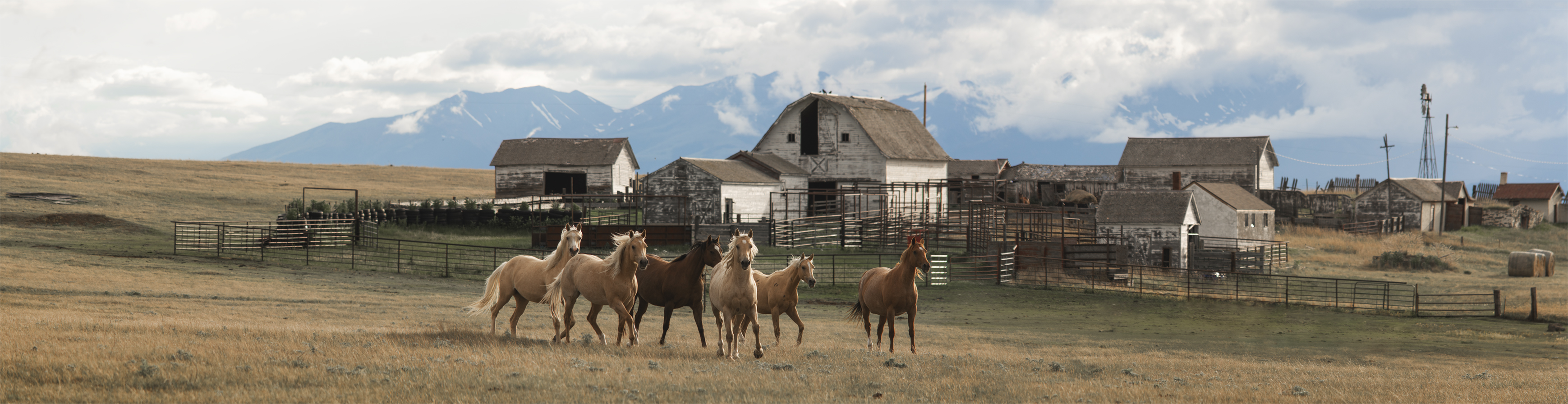 Horses in front of the Crazy Mountains